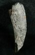Miocene Aged Fossil Whale Tooth - #5663-1